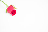 Romantic pink rose