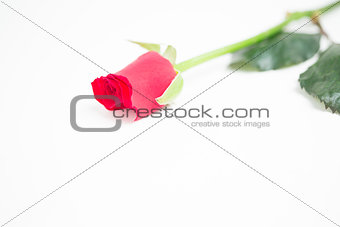 Pink rose with stalk and leaves