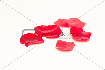 Scattered rose petals