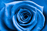 Close up of blue rose