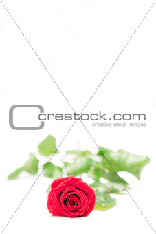 Red rose lying on a surface