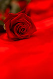 Red rose resting on red silk