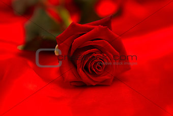 Red rose lying on surface