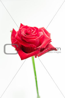Red rose on stalk