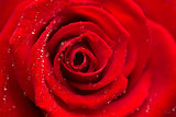 Zoom of red rose with dew drops