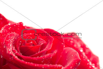 Closeup of pink rose with dew drops