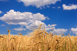 Ripe wheat against a blue sky 