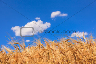 ears of ripe wheat