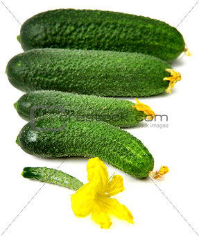 Freshness cucumbers isolated on white background