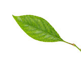 cherry tree leaf