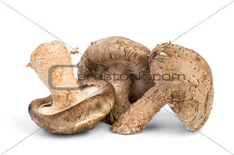 Three fresh shiitake mushrooms