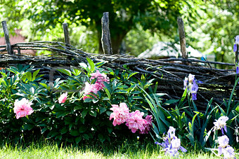 Flowers near the wooden fence with vines in the village