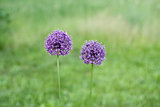 Two decorative bow purple flower on a green background