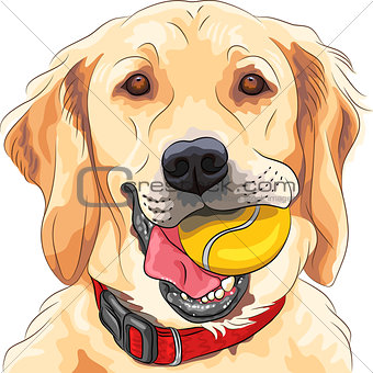 vector funny dog breed Golden Retriever with ball