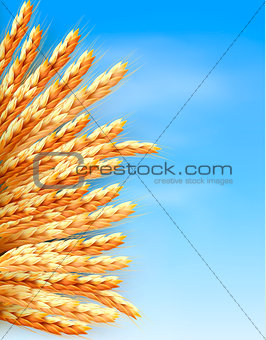 Ears of wheat in front of blue sky. Vector illustration.