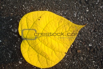 Yellow Leaf on Black