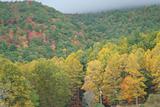 Fall Foliage on Mountain