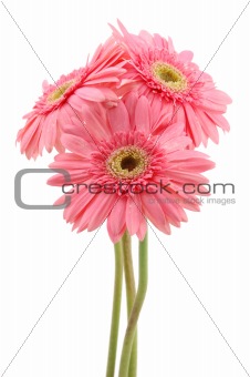 Pink gerber daisies