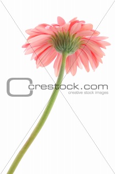 Pink gerber daisy bottom