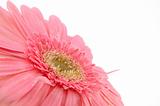 Close up of pink gerber daisy