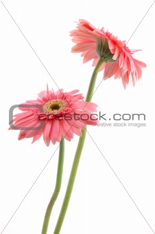 Pink gerber daisies