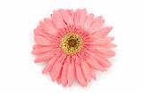 Pink gerber daisy