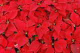 Red poinsettia plants