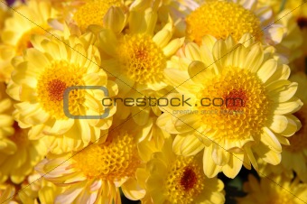 Close up of yellow chrysanthemums