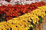 Rows of chrysanthemums