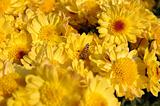 Bee in yellow chrysanthemun