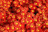 Red chrysanthemums