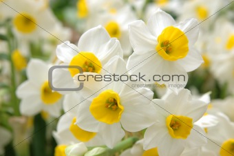 White daffodils