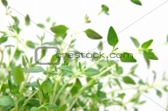 Close up of thyme