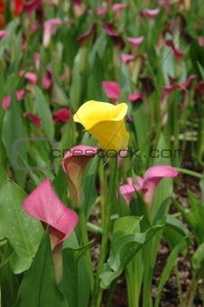 Yellow calla lily stand out