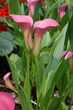 Two pink calla lilies