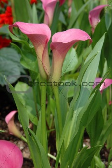 Two pink calla lilies
