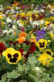 Field of mixed color pansies