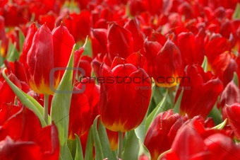 Close up of red tulips