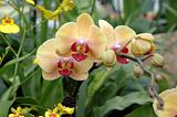 A cluster of yellow-pink orchids