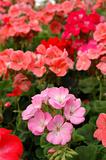 Pink pelargonium stand out