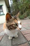 Street cat sitting on brick sidewalk