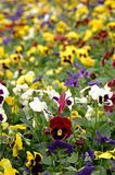 Mixed color pansies