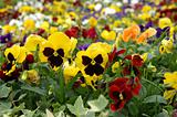 Filed of mixed color pansies