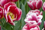 Red-white tulips