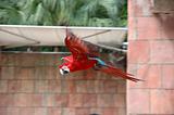 Flying scarlet macaw