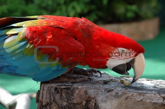 Beautiful scarlet macaw
