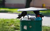 crow is haunting on dustpan