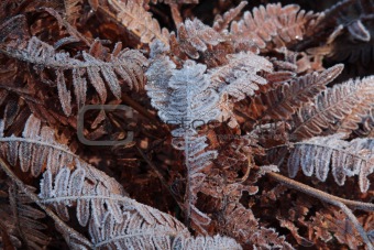 Frosted winter ferns