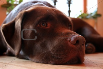 Chocolate Brown Labrador