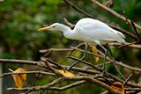 white heron on a tree